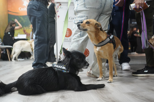 La importancia de los snacks en la vida de las mascotas 🐾